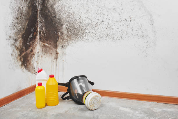 Mold Removal Process in Georgetown, PA