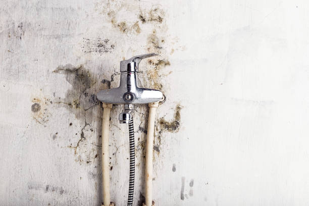 Trusted Georgetown, PA Mold Removal Experts