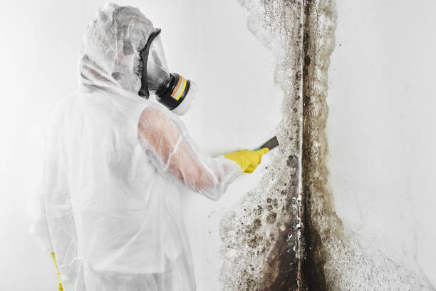 Best Commercial Mold Removal  in Georgetown, PA