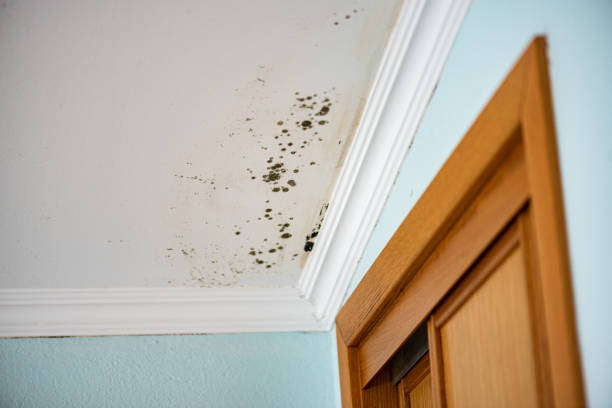 Best Mold Inspection  in Georgetown, PA
