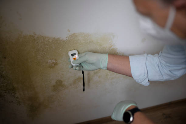 Mold Removal and Inspection in Georgetown, PA