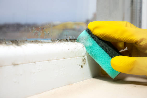 Best Black Mold Removal  in Georgetown, PA