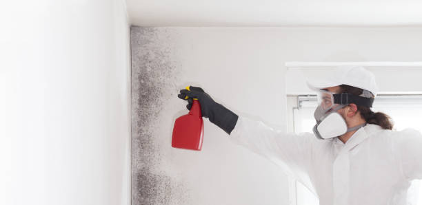 Best Attic Mold Removal  in Georgetown, PA