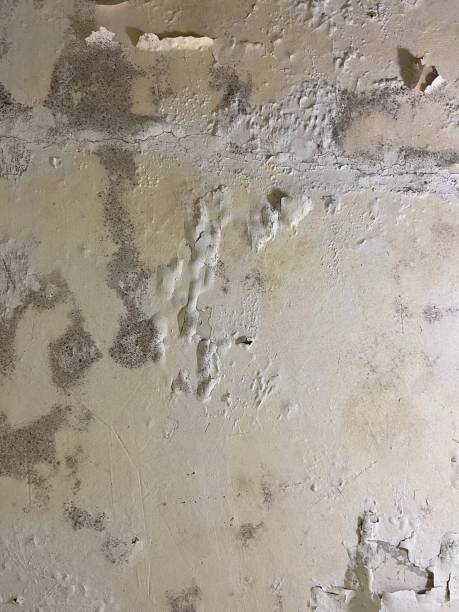 Best Emergency Mold Removal  in Georgetown, PA