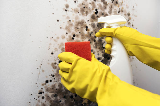 Best Mold Testing  in Georgetown, PA