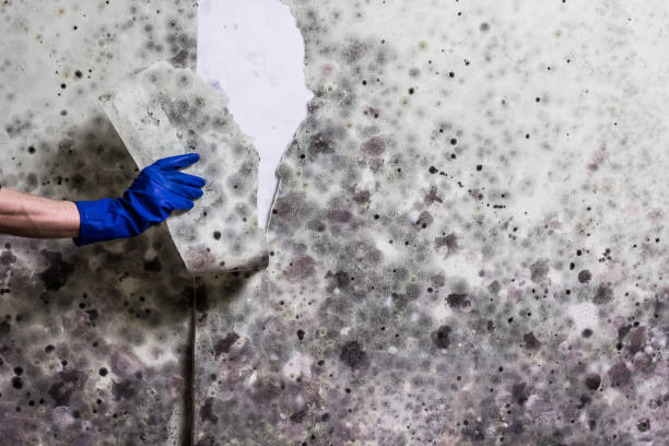 Home Mold Removal in Georgetown, PA