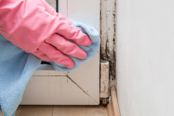 Best Mold Removal Process  in Georgetown, PA