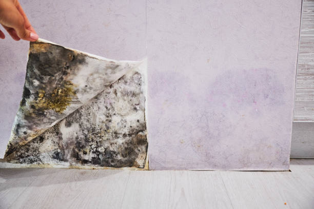 Best Home Mold Removal  in Georgetown, PA